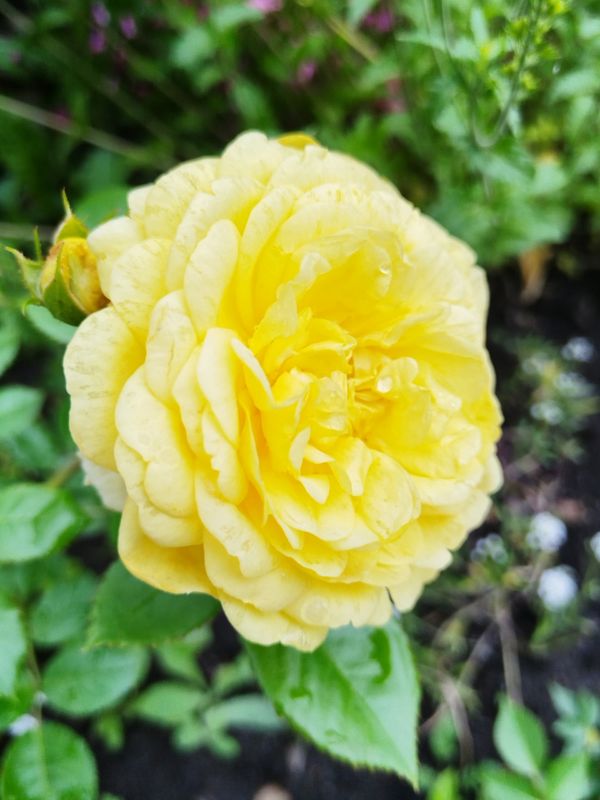 Roses in bloom