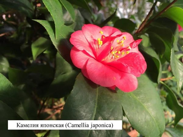 Камелия японская (Camellia japonica)