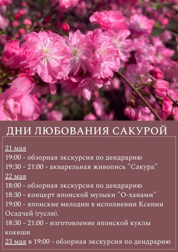 Зацвела сакура.