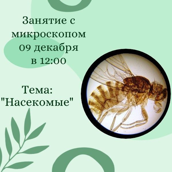 Микромир Насекомых