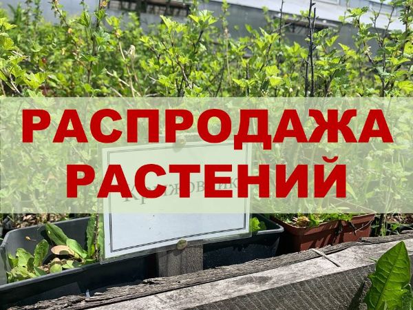 Распродажа саженцев