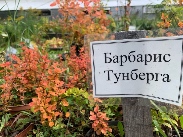 Ярмарка-продажа посадочного материала
