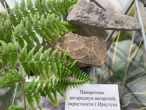 "Путешествие во времени. Эволюция"