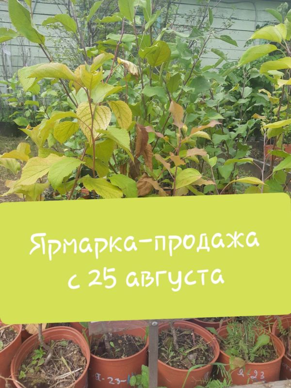 ЯРМАРКА - ПРОДАЖА
