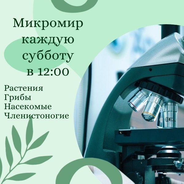 МИКРОМИР – ЭТО МИР КРАСОТЫ и ЗАГАДОК.
