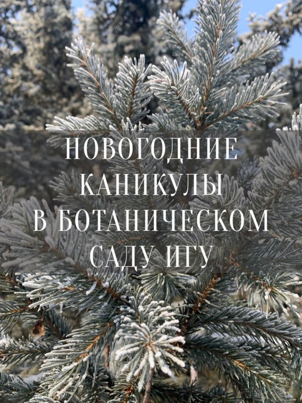 Новый год 2024