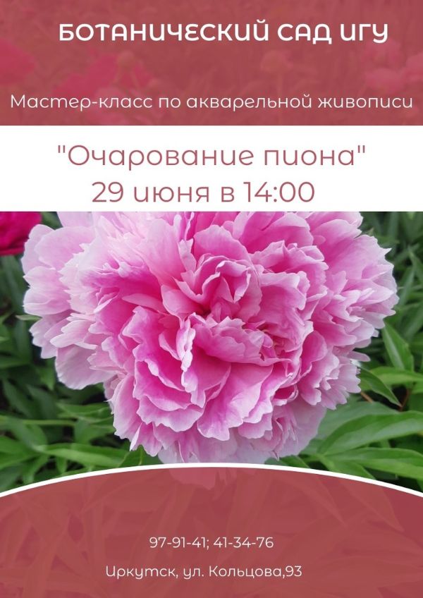 Пионы - цветы роскоши.