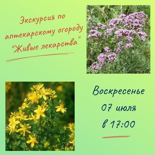 Экскурсия "Живые лекарства"