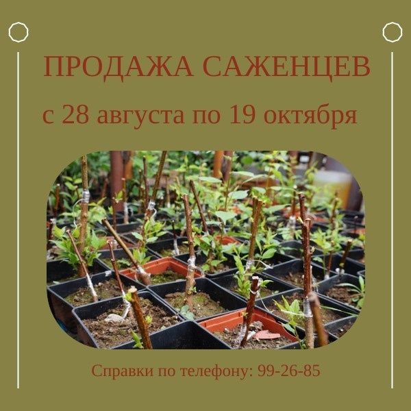 Осенняя ярмарка-продажа саженцев