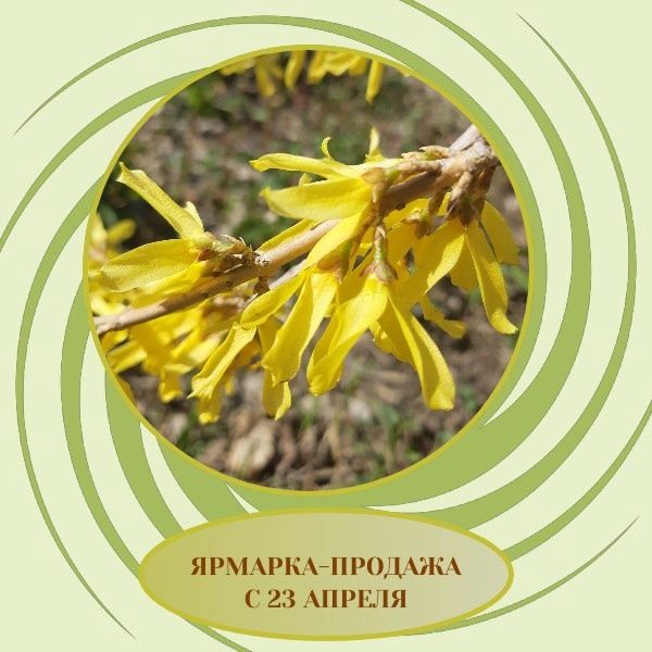 Весенняя ярмарка-продажа саженцев