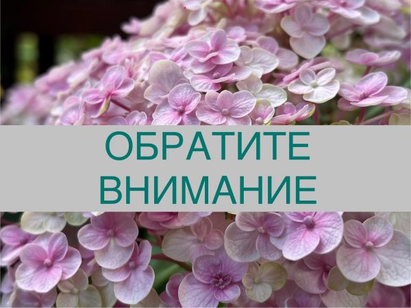 Проведение Конференции