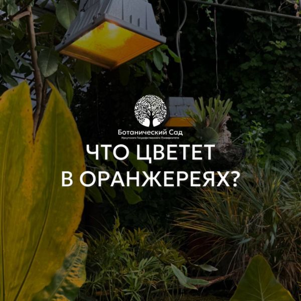 Цветение в оранжереях