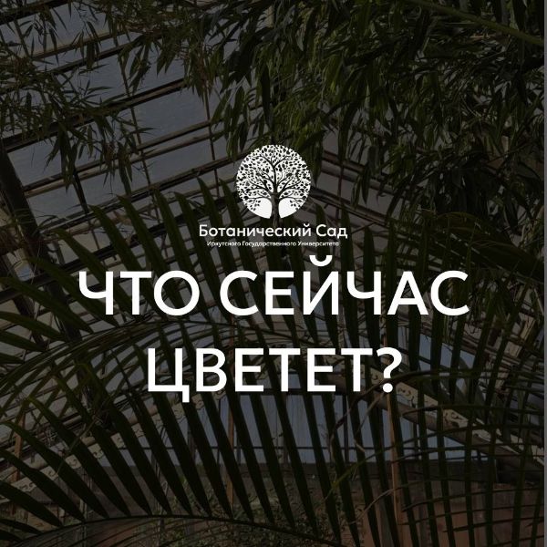 Новости цветения