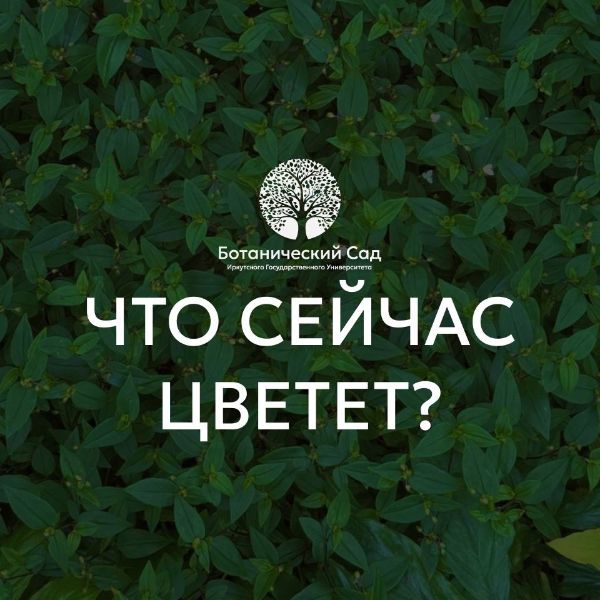 Что сейчас цветет