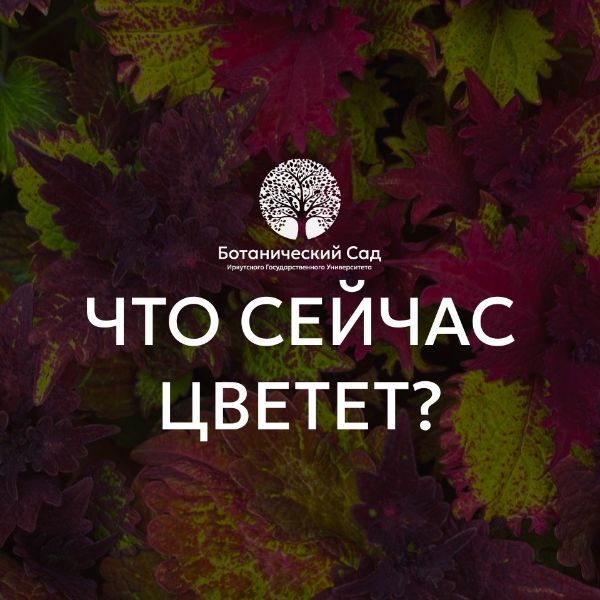 первые весенние цветы