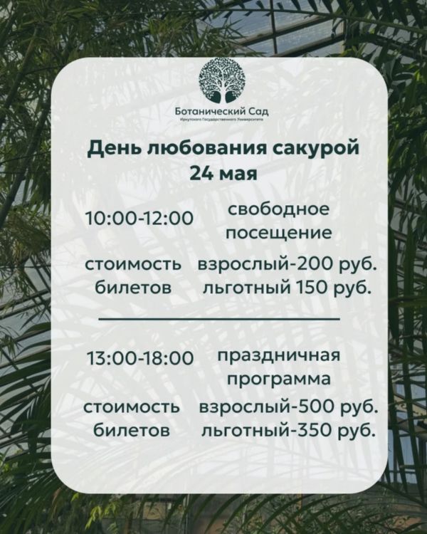 Цветение сакуры!