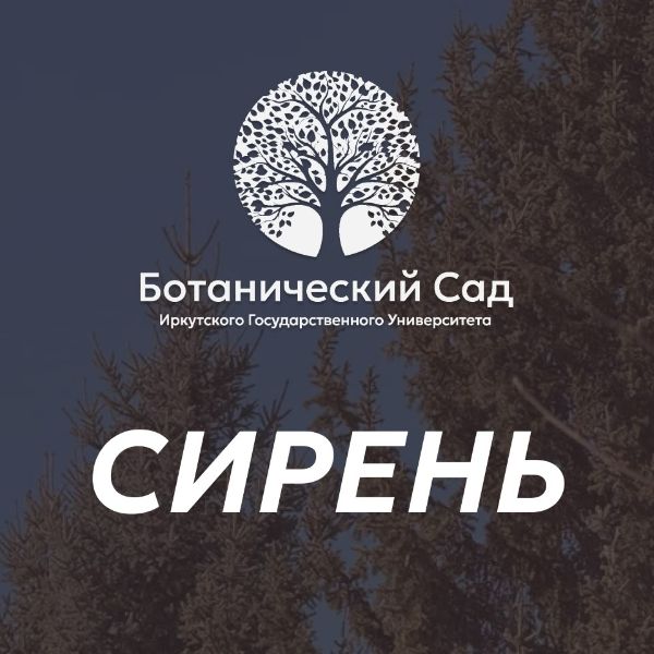 Зацвела сирень!