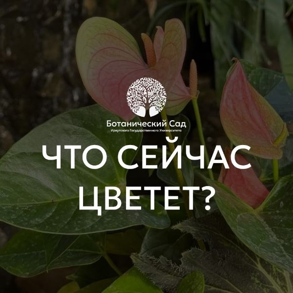 А у нас цветёт...
