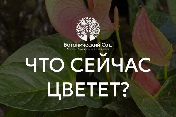 Распустились лилии