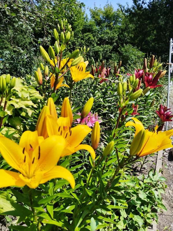 20260723-7