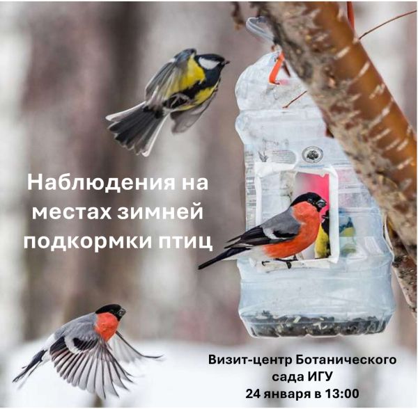 Наблюдения на местах зимней подкормки птиц