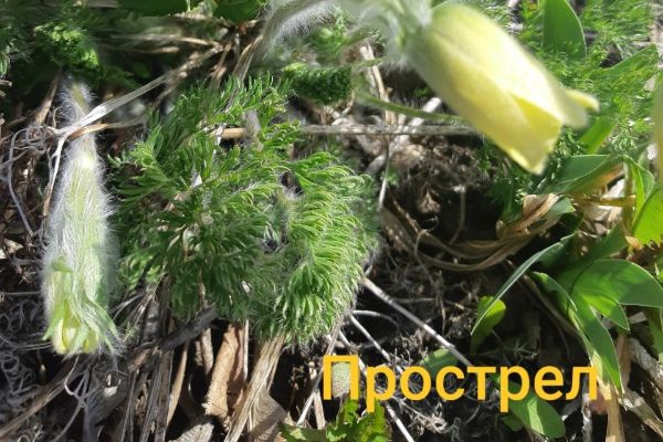 Дендрарий