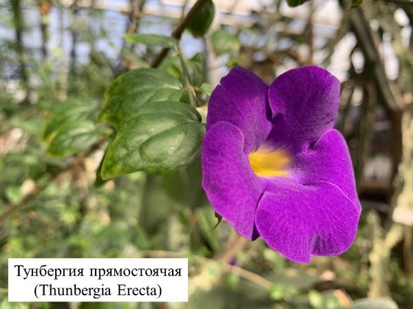 Тунбергия прямостоячая