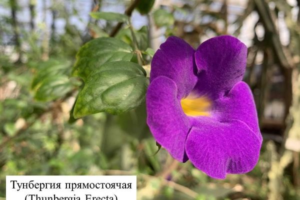 Субтропическая Оранжерея